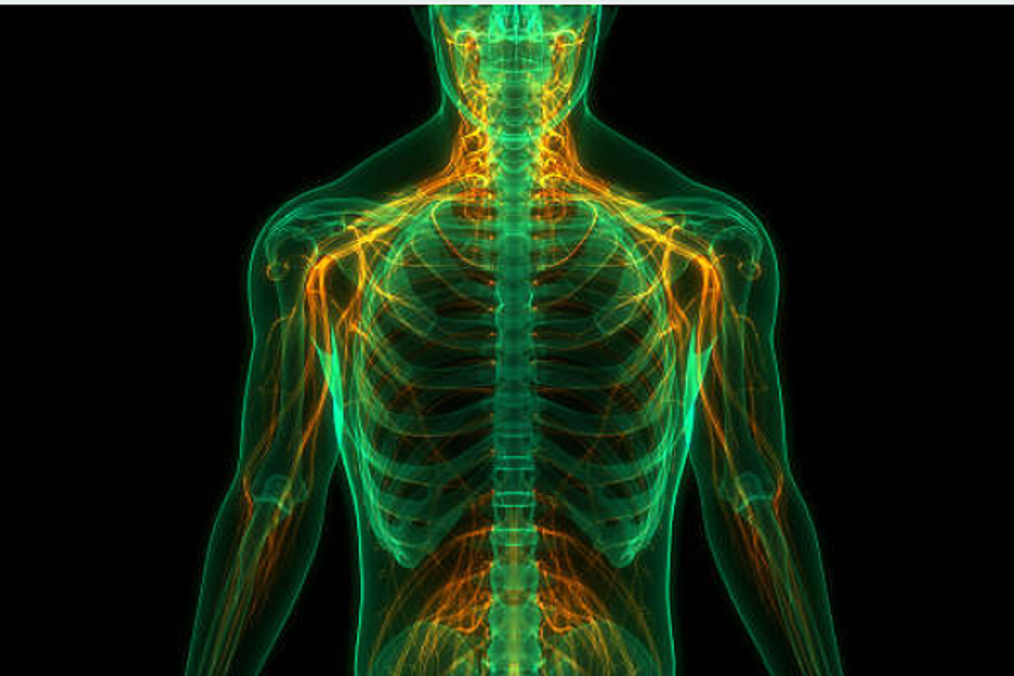 Les Fascias - Sellem Ostéo - Ostéopathe Paris 3