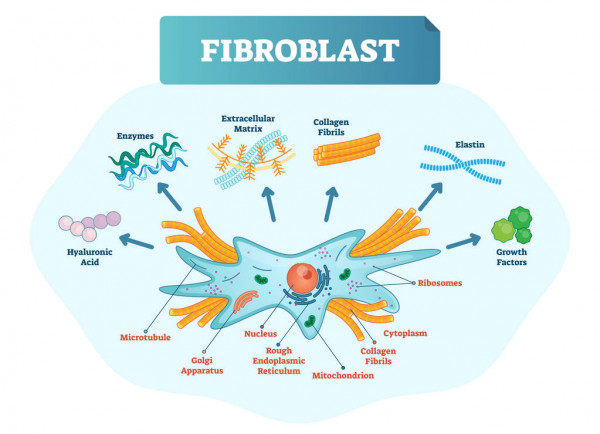 Fibroblastes - Sellem Ostéo - Ostéopathe Paris 3