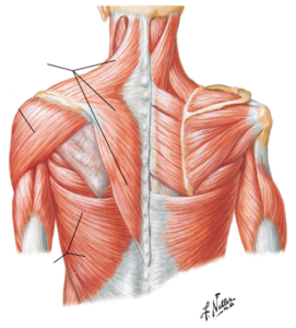 Torticolis en ostéopathie - muscles - Ostéopathe Paris 3 - Sellem Ostéo