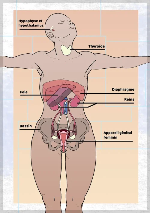 Schéma-anatomie - infertilité et ostéopathie - Sellem Ostéo - Ostéopathe Paris 3