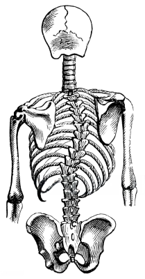 Symptômes de la scoliose - Ostéopathe Paris 3 - Sellem Ostéo